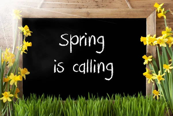 Soliga Narcissus, Chalkboard, Text våren ringer — Stockfoto