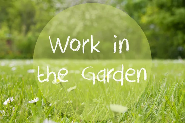 Pradera de Gras, Flores de Margarita, Trabajo de texto en el jardín — Foto de Stock
