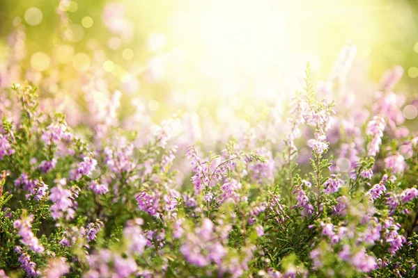 Erica Flower veld, zomer seizoen, Bokeh — Stockfoto