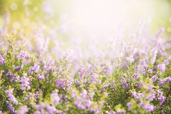 闪亮的埃里卡花卉领域, 夏季季节 — 图库照片