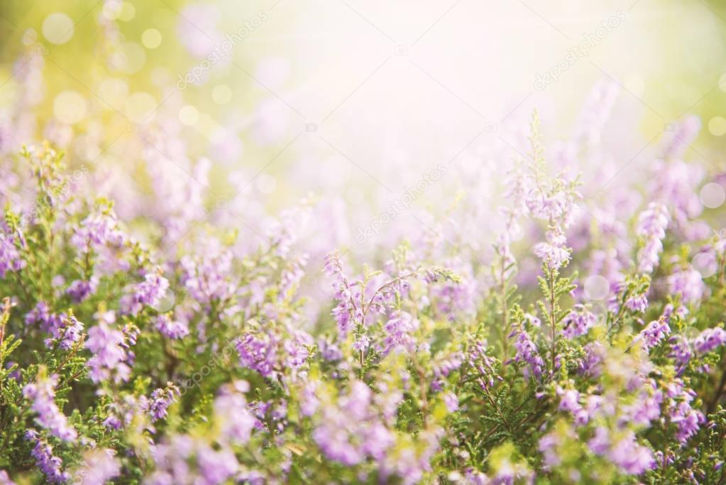 Shiny Erica Flower Field, Summer Season