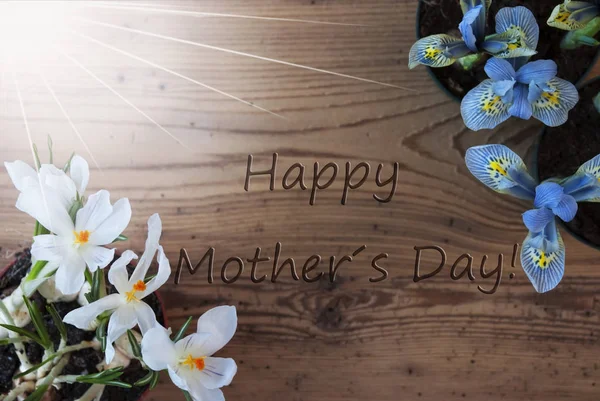 Soliga Crocus och hyacint, Text glad mors dag — Stockfoto