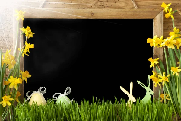 Zonnige Narcissus, paasei, Bunny, kopie ruimte — Stockfoto