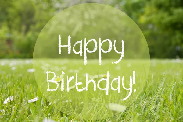 Gras Meadow, Daisy Flowers, Text Happy Birthday — Stock Photo, Image