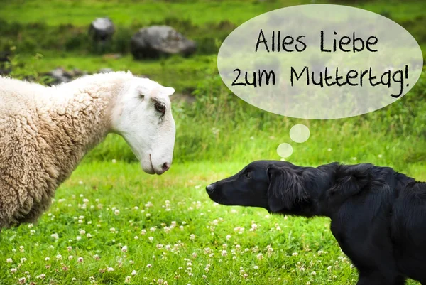 Dog Meets Sheep, Alles Liebe Zum Muttertag significa feliz dia das mães — Fotografia de Stock