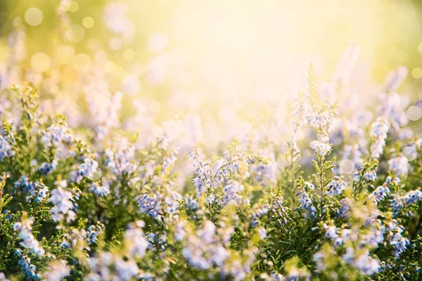 Erica Flower Field, Stagione estiva, Effetto Bokeh — Foto Stock