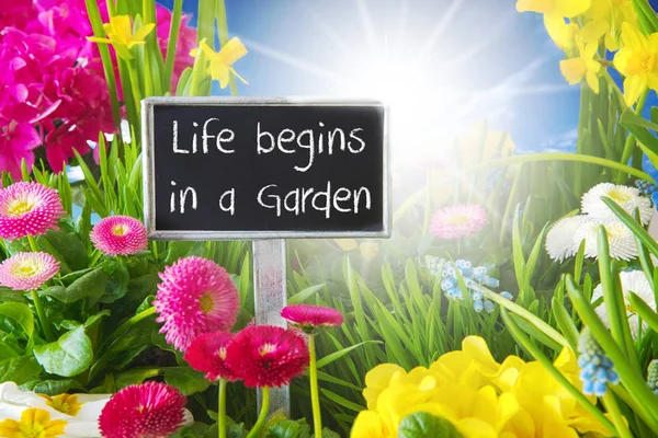 Printemps ensoleillé prairie de fleurs, la vie commence dans un jardin — Photo