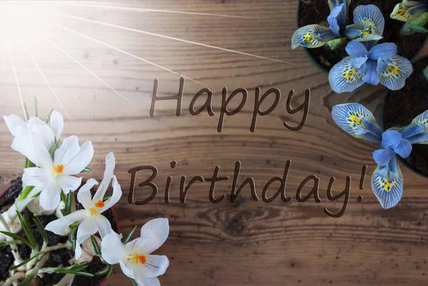 Crocus słoneczny i hiacynt, tekst Happy Birthday — Zdjęcie stockowe