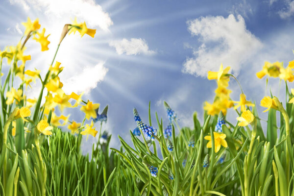 Spring Flower Meadow With Narcissus, Sunny Blue Sky