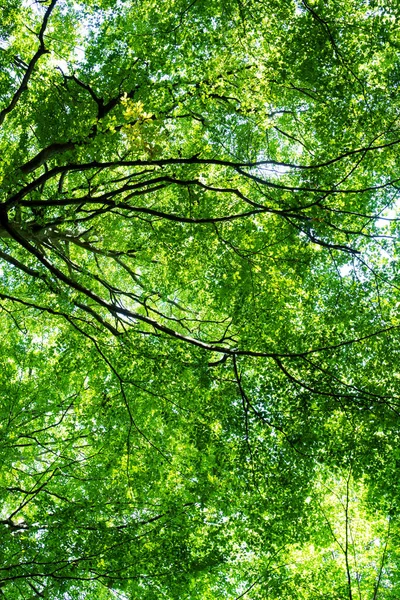 İsveç Ormanındaki Ağaçların Güneşli Yeşil Dalları — Stok fotoğraf