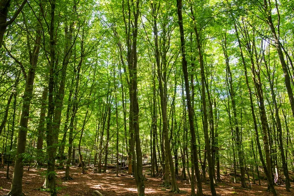 아름다운 푸른 숲에 많은 나무들이 있습니다. 햇볕 이 많이 드는 음료나 봄 시간 — 스톡 사진
