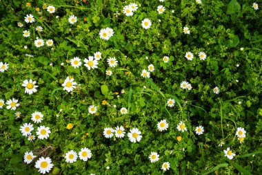 Papatya Çiçeği Çayırı, Yeşil Çimen, Bahar Sezonu, Üst Manzara