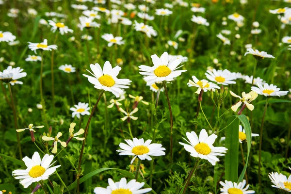 Prairie de fleurs de marguerite, herbe verte, saison printanière — Photo