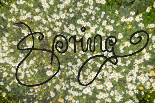 Vista superior de la pradera de flores de Margarita, Caligrafía Primavera —  Fotos de Stock