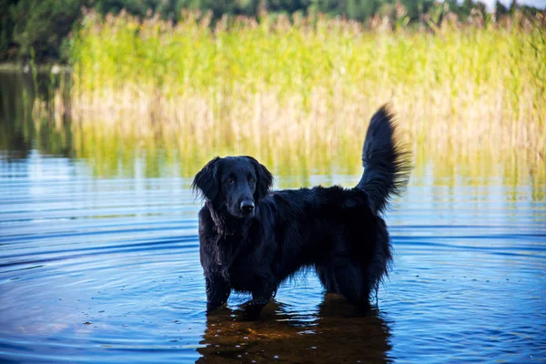 Flat Coated Retriever Swimming In Swedish Lake With Blue Water — ストック写真