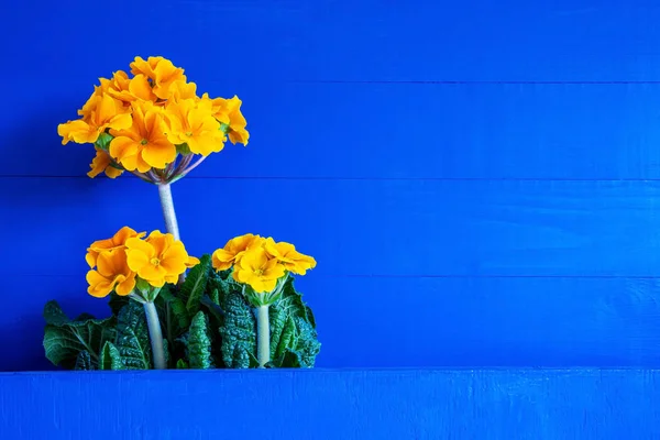 Buquê de flores amarelas da primavera, fundo azul — Fotografia de Stock