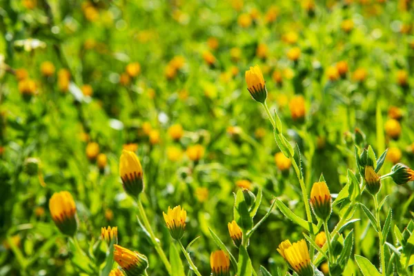 Yellow Flower Meadow, Spring Season, Green Grass — Stockfoto