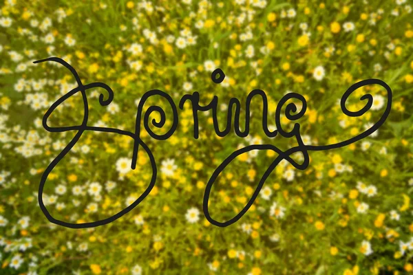 Ромашка и желтый цветок луг, каллиграфия Весна — стоковое фото