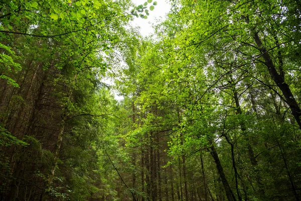 Beautiful Green Forest With Many Trees. Sunny Spring Or Summer Time — 图库照片