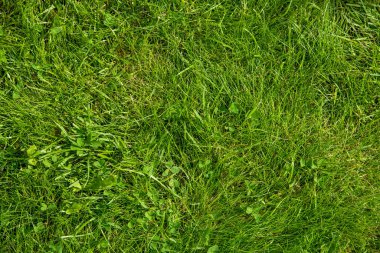 Green Grass Lawn Or Meadow, Texture Or Background