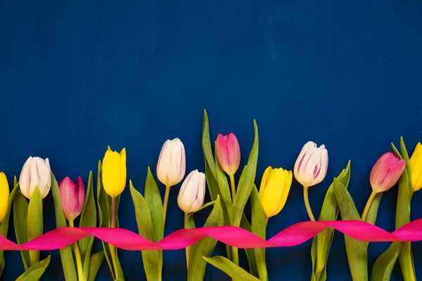 Tulipano colorato, spazio di copia, nastro, sfondo blu — Foto Stock