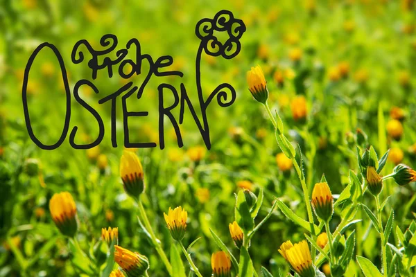 Yellow Flower Meadow, Calligraphy Frohe Ostern Mean Happy Easter, Spring Season — Stock Photo, Image