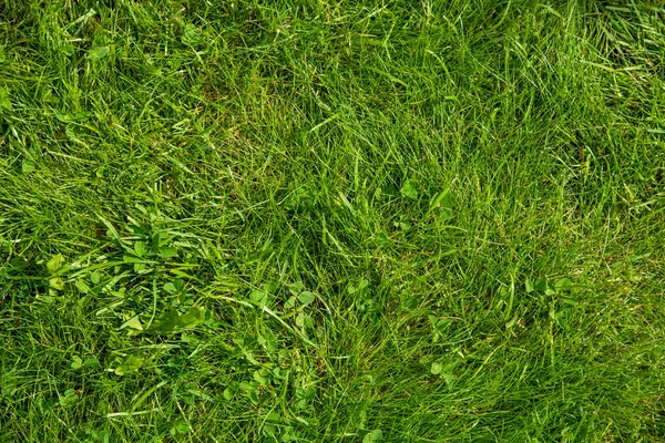 Green Grass Lawn Or Meadow, Texture Or Background — Stock Photo, Image
