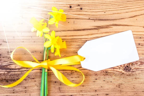 Fleur de narcisse ensoleillée, Étiquette avec espace de copie — Photo