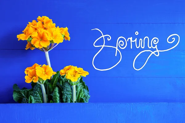 Yellow Spring Flowers, Calligraphy Spring, Blue Background — Stock Photo, Image