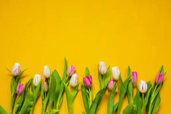 Yellow And Pink Tulip Spring Flowers, Yellow Background — Stockfoto