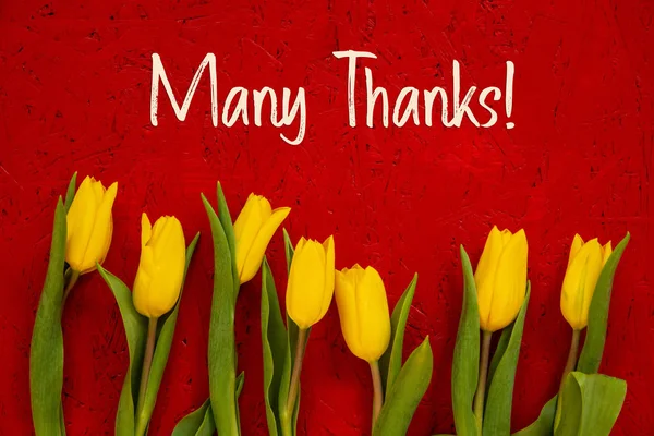 Yellow Tulip Flowers, Red Background, Text Many Thanks — Φωτογραφία Αρχείου