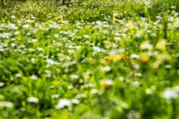 Размытый цветочный луг Дейзи, зеленая трава, весенний сезон — стоковое фото