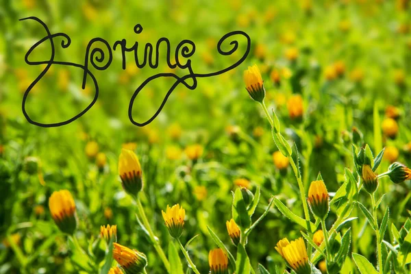 노란 꽃 초원, 캘리 그래피 봄, 여름 시즌 — 스톡 사진