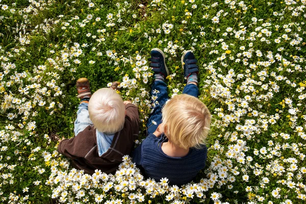 Due ragazzi biondi seduti nel prato di fiori margherita — Foto Stock