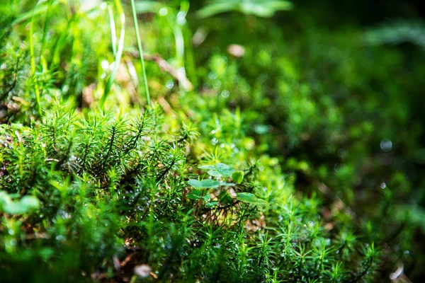 Green Fir Tree Branches, Grass, Spring Season — Φωτογραφία Αρχείου