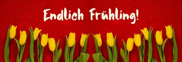 Baner de tulipa amarela, fundo vermelho, meios de frutificação de Endlich finalmente primavera — Fotografia de Stock