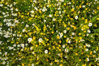 Top View Of Daisy And Yellow Flower Meadow, Green Grass, Spring Season