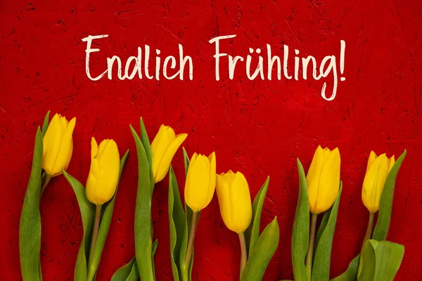 Yellow Tulip Flowers, Red Background, Endlich Fruehling Means Finally Spring — Stockfoto