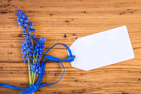 Flor de jacinto azul, etiqueta com espaço de cópia — Fotografia de Stock