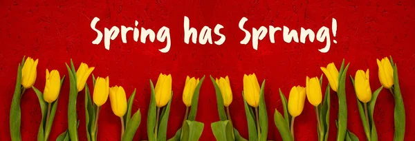 Baner Of Yellow Tulip Flowers, Red Background, Text Spring Has Sprung — Stockfoto