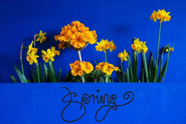 Primavera Flores, Narciso, Caligrafia Primavera, Fundo de madeira azul — Fotografia de Stock