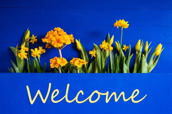 Gelbe Frühlingsblumen, Narzisse, Tulpe, Text Willkommen — Stockfoto