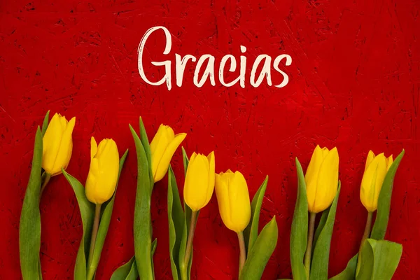 Жовті квітки тюльпанів, червоне тло, текст Gracias означає "Дякую" — стокове фото