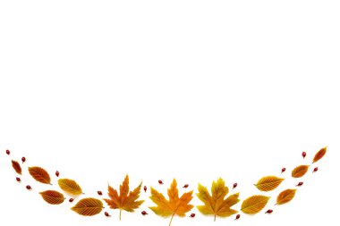 Kopya Boşluğu Olan Renkli Sonbahar Yaprakları, Beyaz İzole Arkaplan