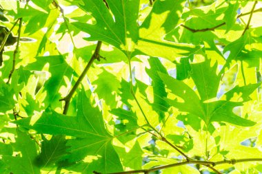 Akçaağaç yapraklarının yeşil kütlesi güneşli gökyüzüne karşı. Doğal arka plan, yaz arkaplanı.
