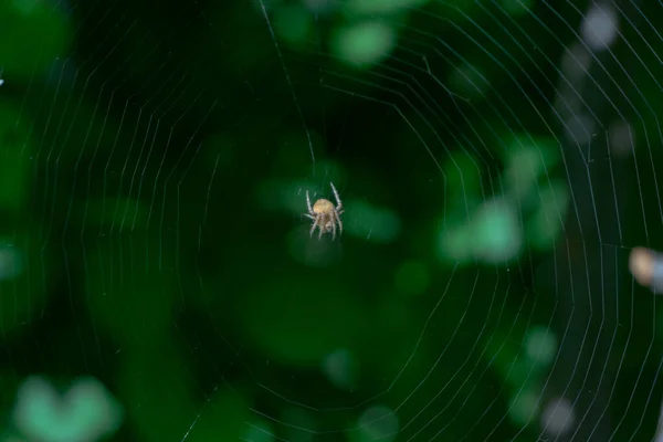 Закрыть Садовый Шар Паука Eriophora Transmarina Посреди Сифилитической Паутины Против — стоковое фото