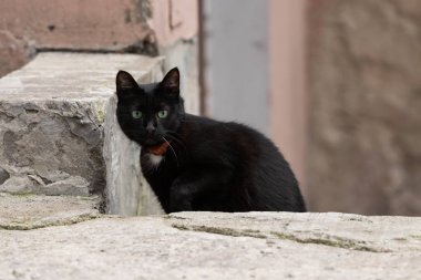 Sokakta yürüyen kara kedi