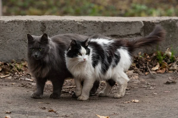 two cats siting on the street . grey cat . black and white cat