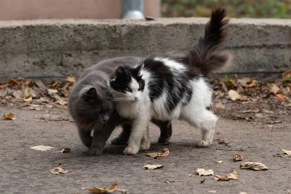 Две кошки сидят на улице. серый кот. черно-белая кошка — стоковое фото