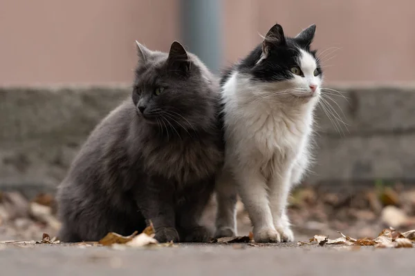 two cats siting on the street . grey cat . black and white cat